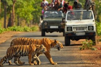 RAJAJI NATIONAL PARK SAFARI PACKAGE