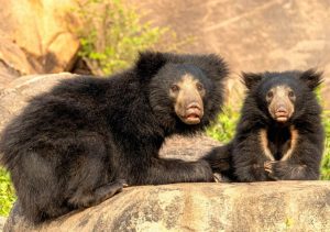 Sloth Bear Characteristics