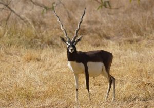 Habitat and Distribution of the Himalayan Black Deer