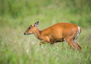 Taxonomy and Range of Barking Deer