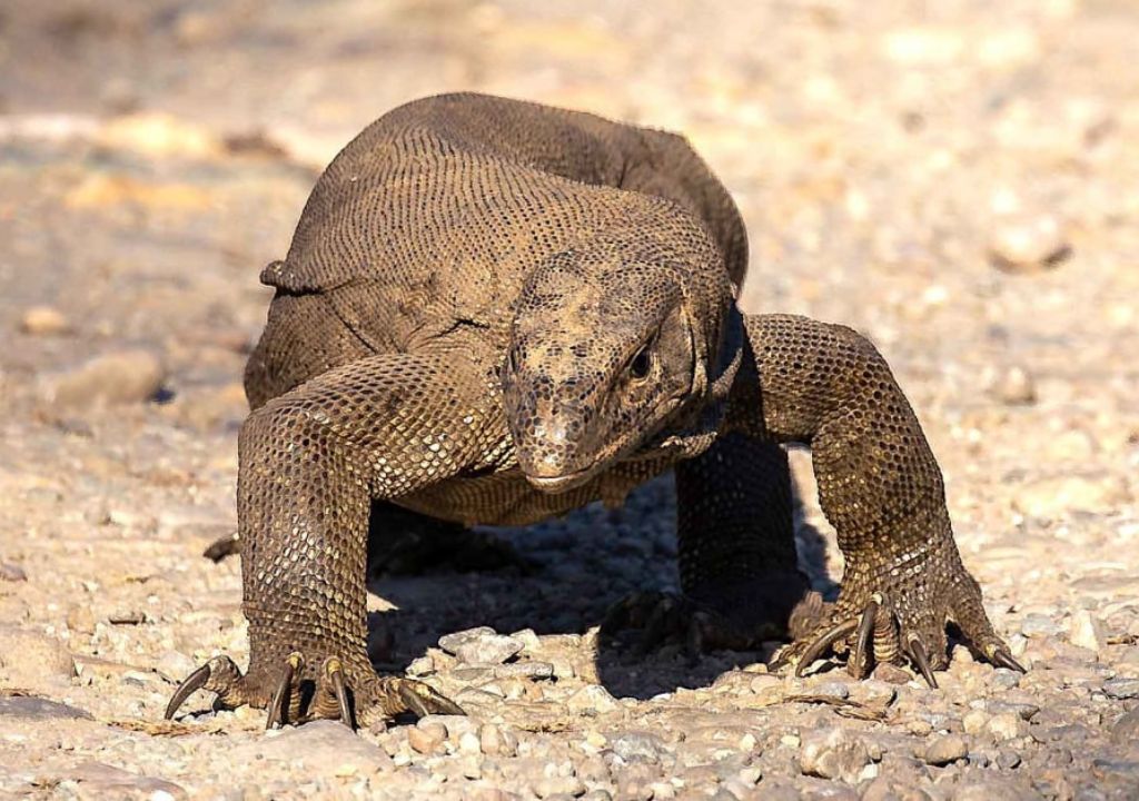 Exploring the Indian Monitor Lizard Habitats