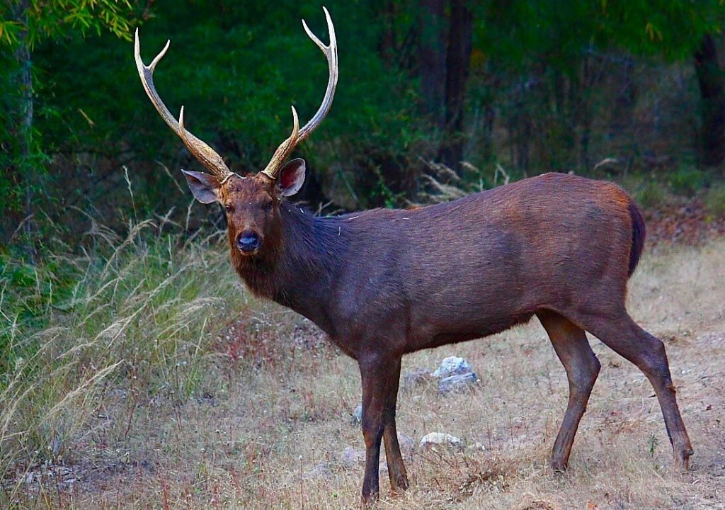 Understanding Sambar Deer Habitats in India