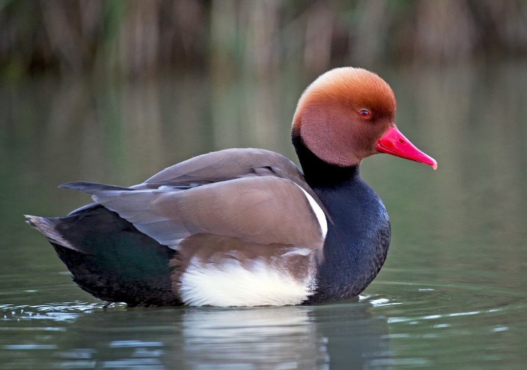 Red Crested Pochard in Rajaji