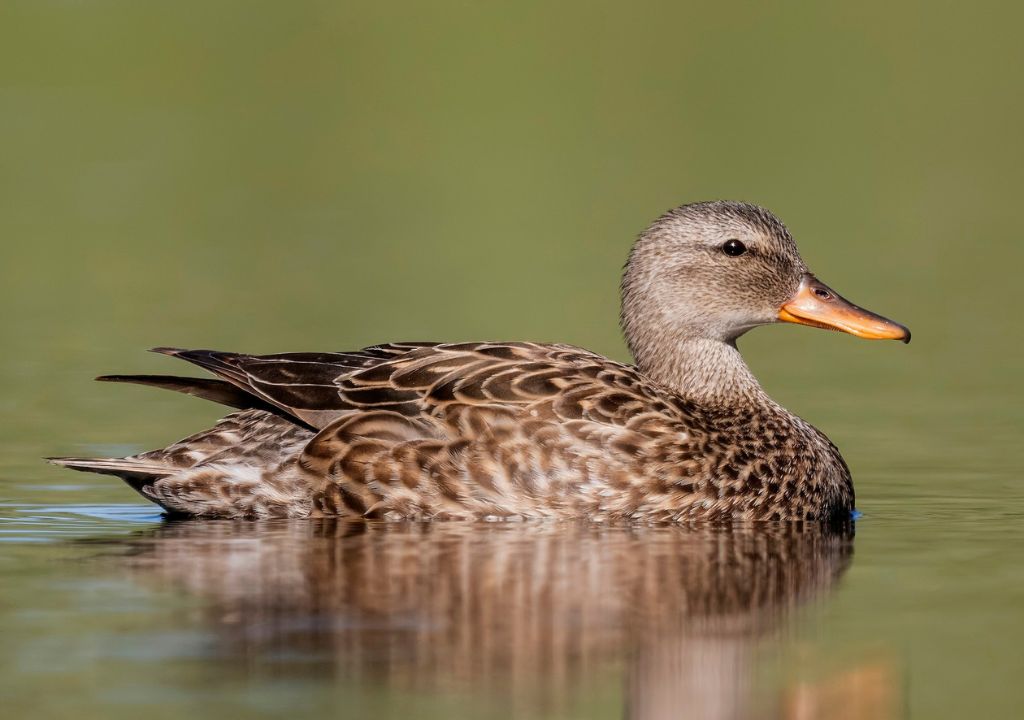 Gadwall bird in rajaji