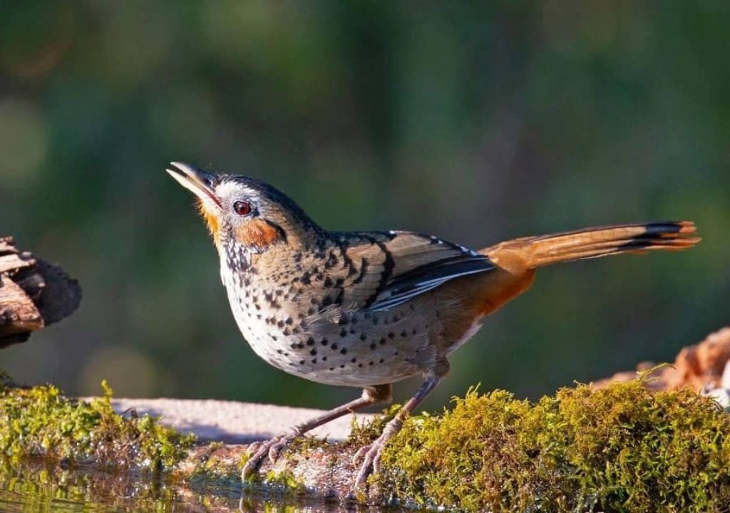 Discover Rajaji National Park Avian Species