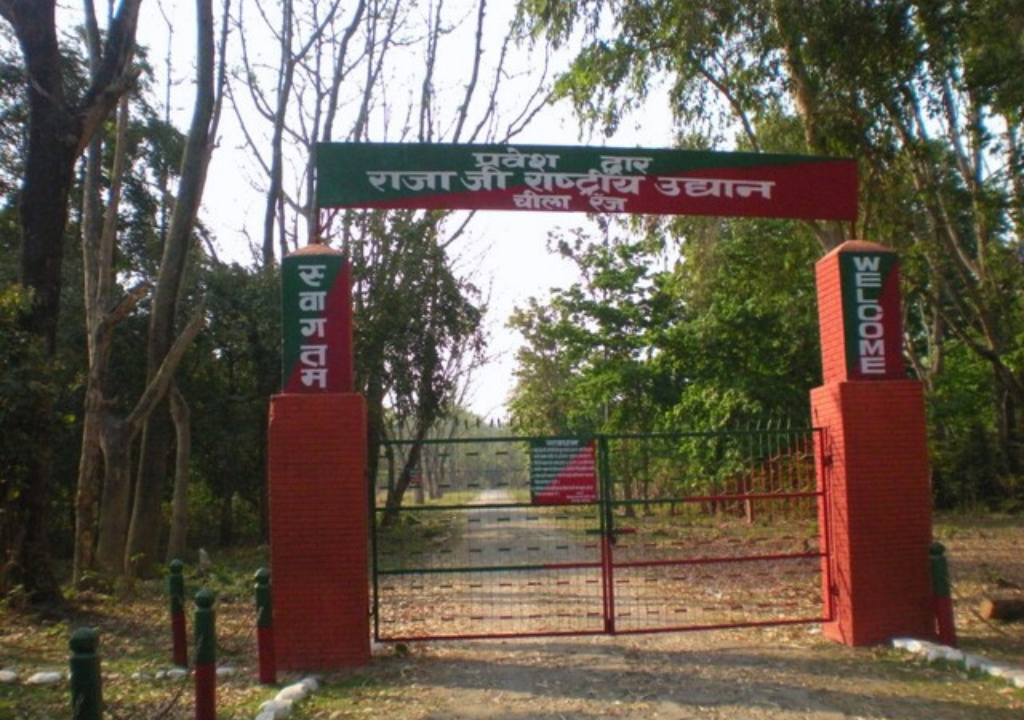 Wildlife conservation in Rajaji National Park