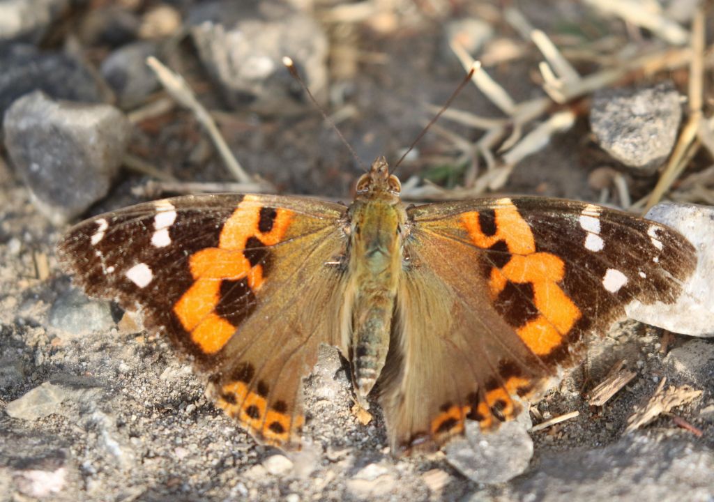 Discover Butterfly Species in Rajaji National Park