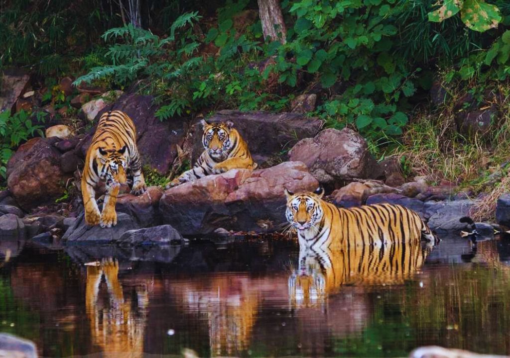 First Stop: Rajaji, Where Tigers Rule!