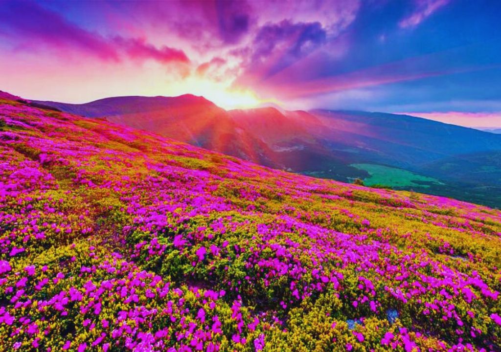 Valley of Flowers Trek – Your Ultimate Hiking Guide