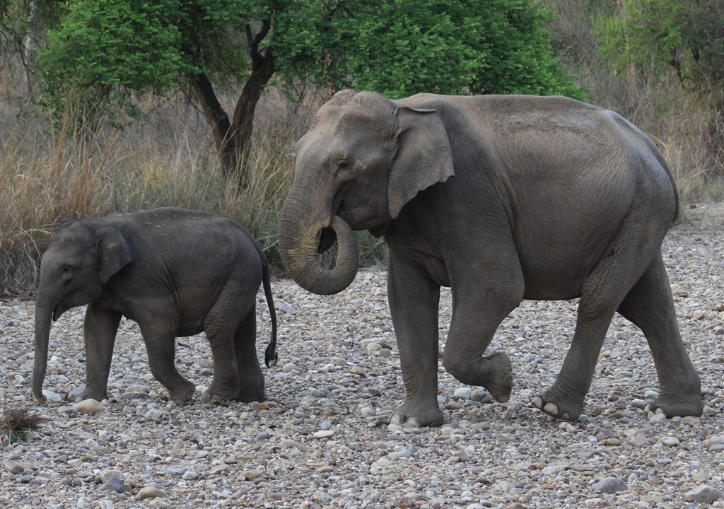 Camping Experiences at Rajaji National Park