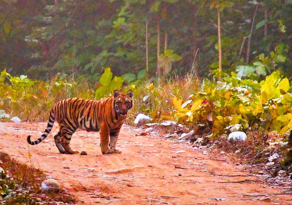 Rajaji National Park tourism