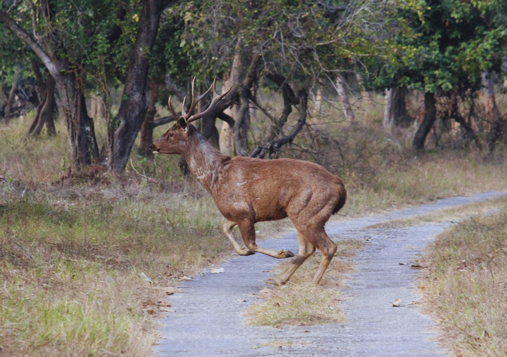 Impacts on Fauna