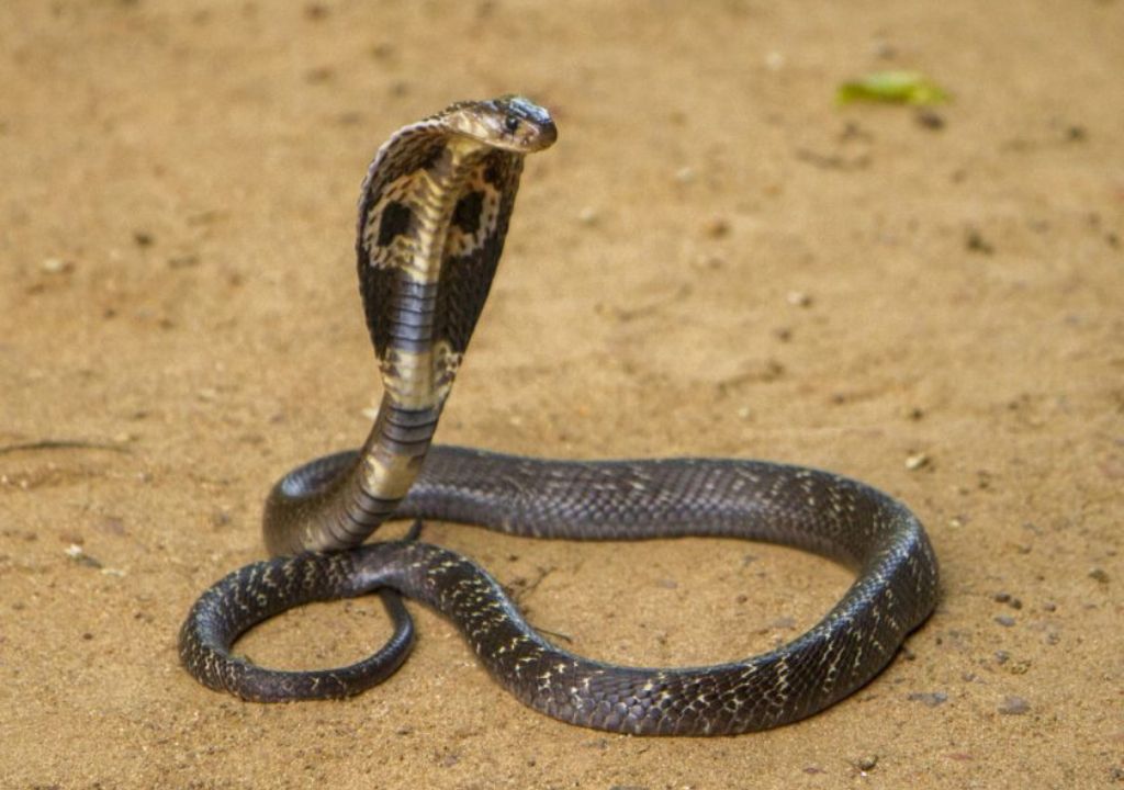 Snakes on the Prowl