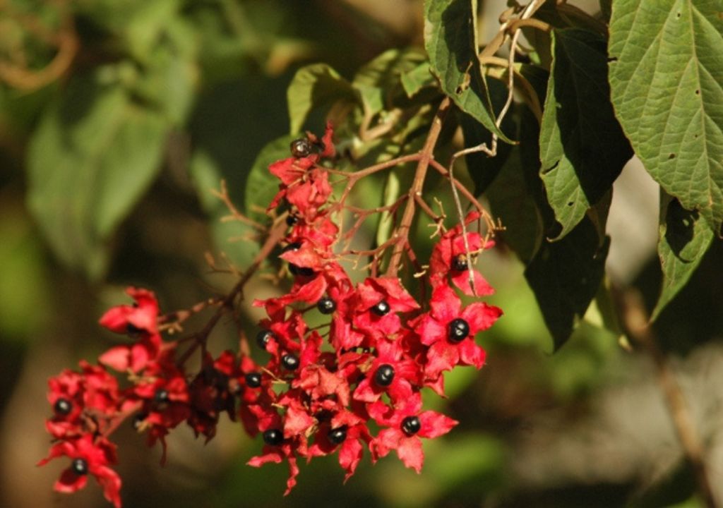 Rajaji National Park plant species