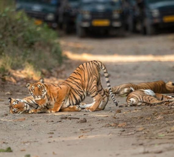 ajaji National Park Jungle Safari Package with Stay 2N/3D with 3-Safari & 2-Night Stay