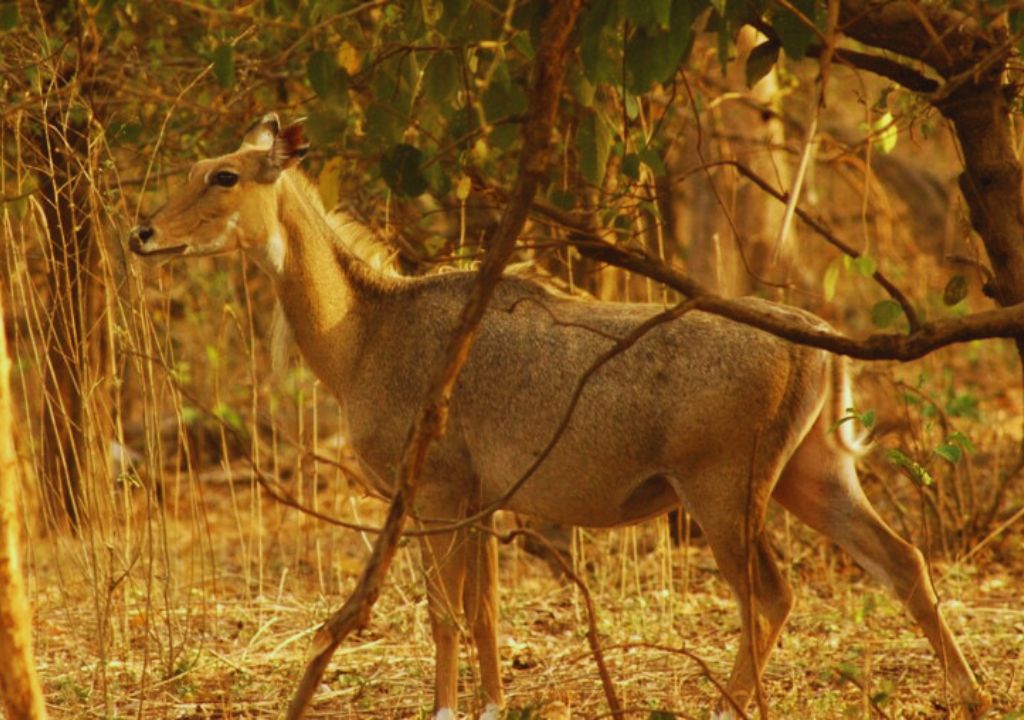 Fauna In Rajaji National Park