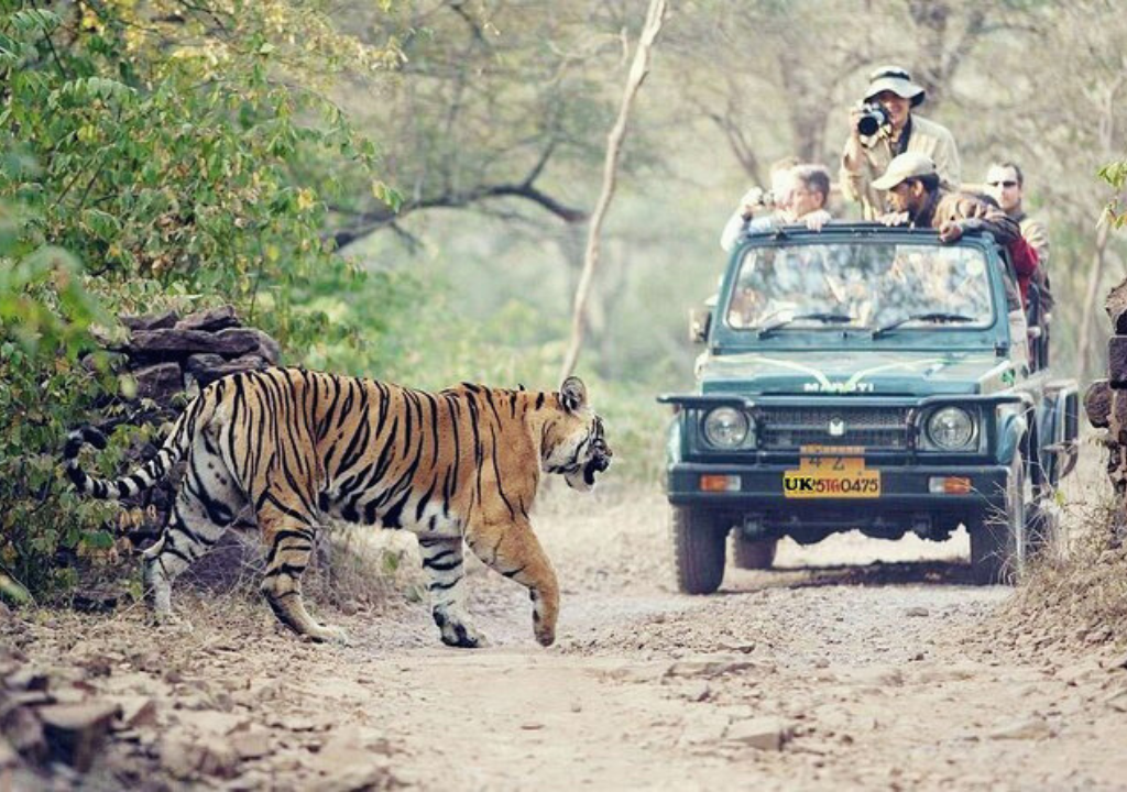 Wildlife conservation in Rajaji National Park