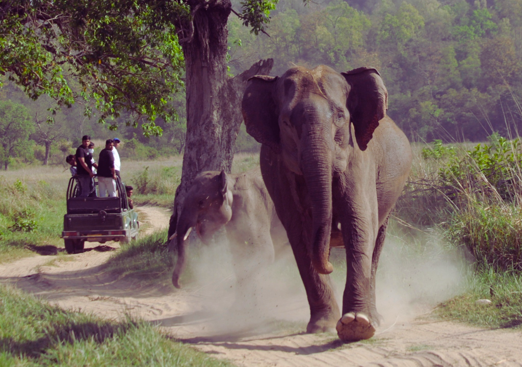 Safety Tips for a Memorable Rajaji Jungle Safari