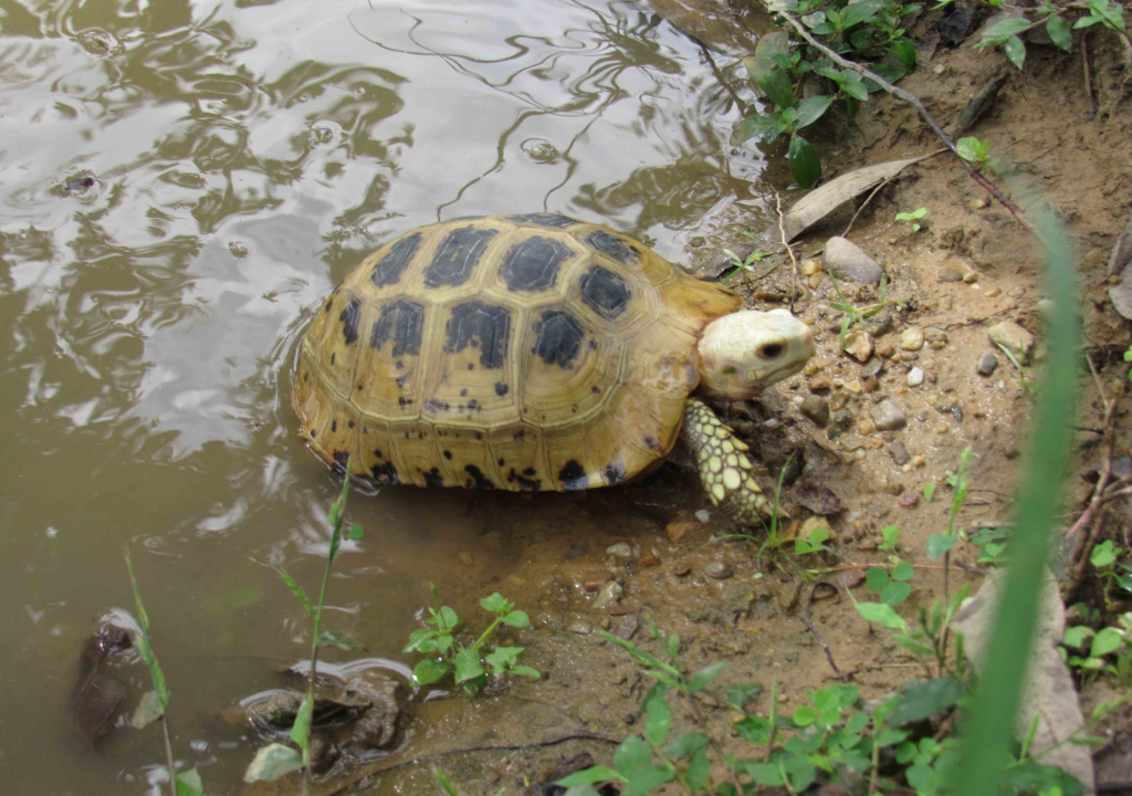 tortoise species