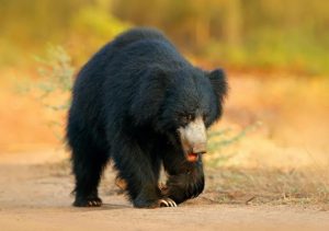 Navigation and Foraging