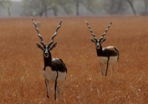 Conservation Efforts for the Himalayan Black Deer