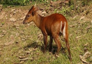 Habitat and Behavior of Barking Deer