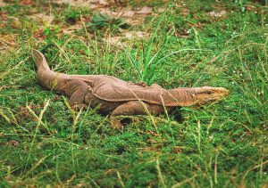 Behavioral Characteristics of Indian Monitor Lizards