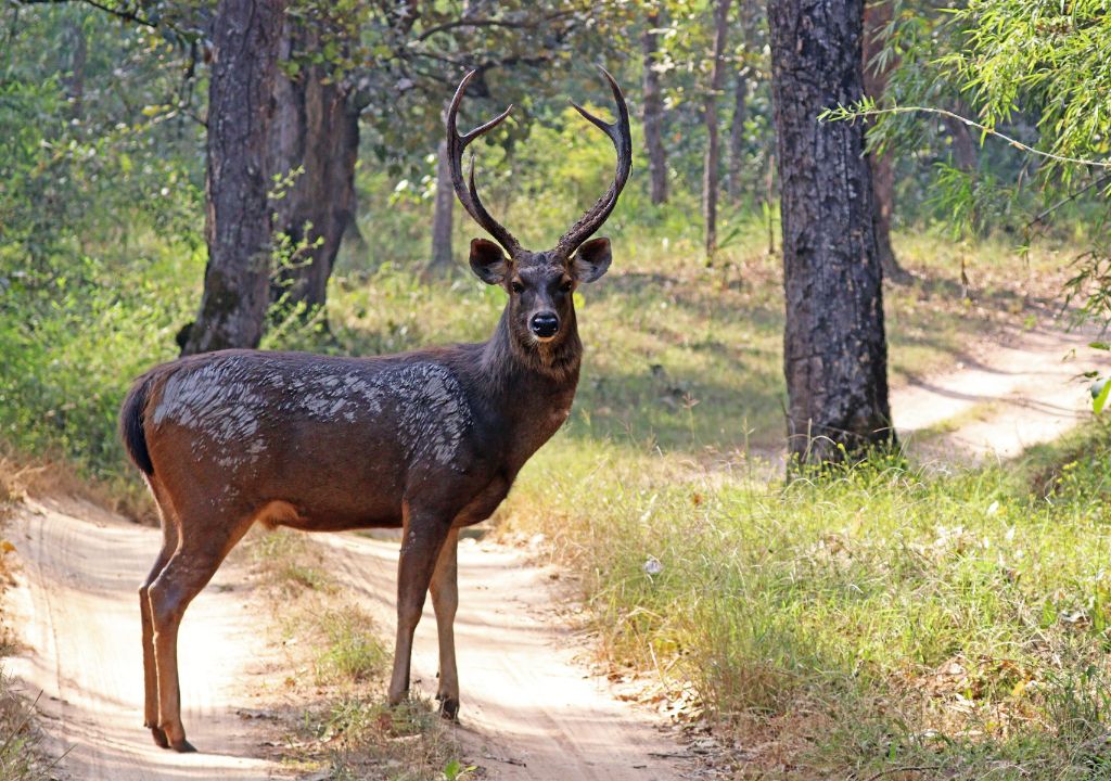 Sambar Deer Size and Characteristics