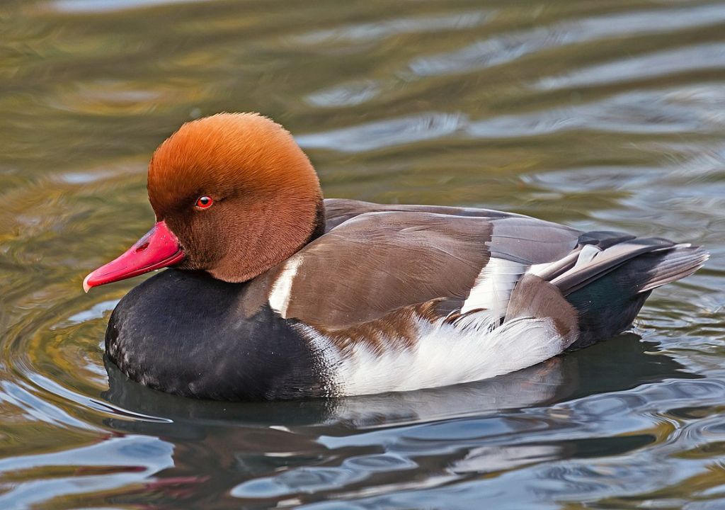 Red Crested Pochard in Rajaji