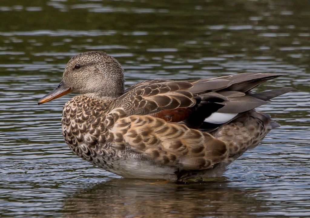 Tips for Spotting the Gadwall in Rajaji