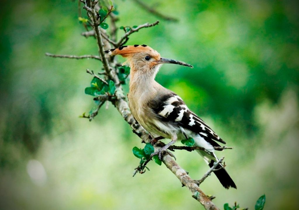 Biodiversity and Wildlife in Rajaji National Park