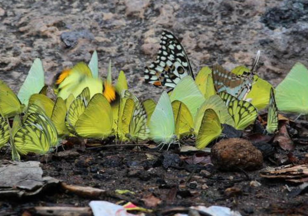 Unique Butterfly Species in Rajaji National Park