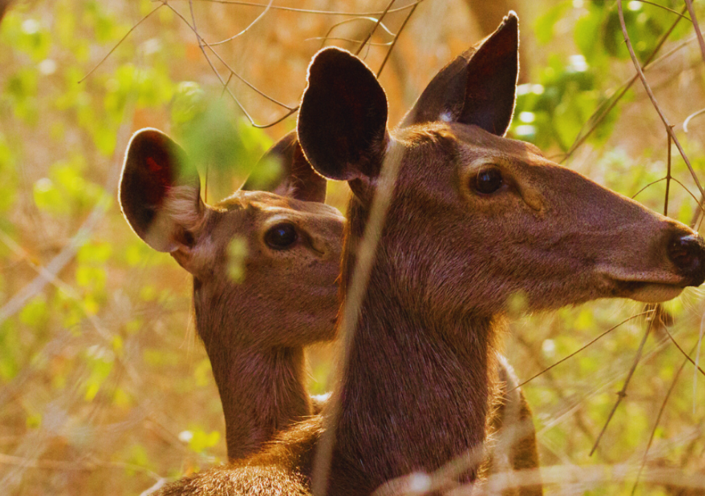 Sambar in Rajaji National Park