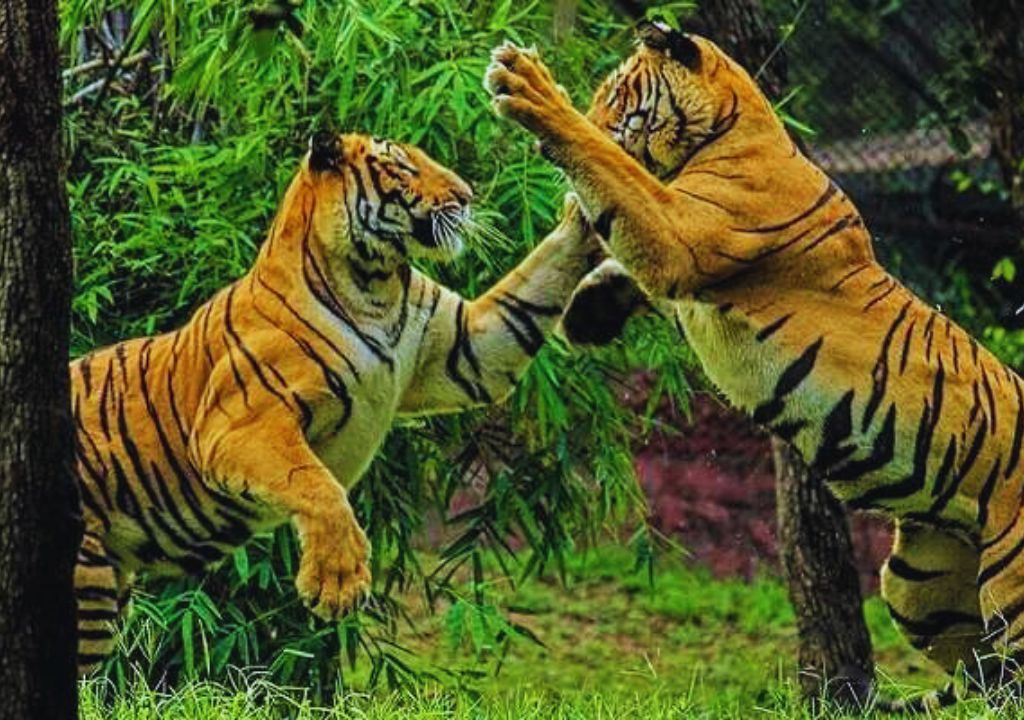 Uttarakhand tiger Reserve