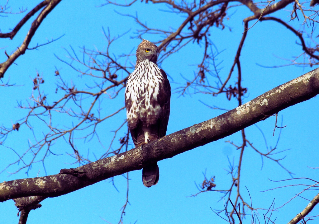 Adventure Activities in Rajaji National Park