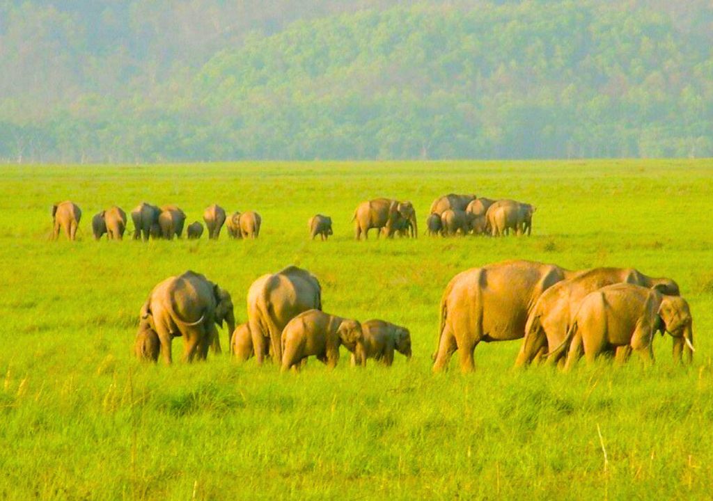 Rajaji National Park biodiversity