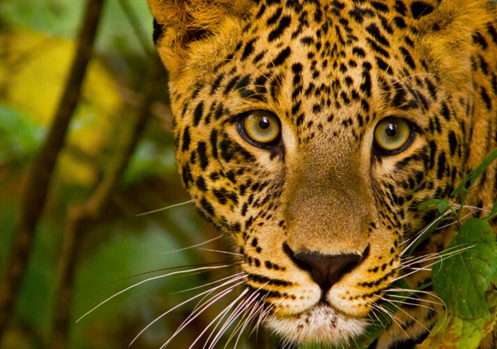 Rajaji National Park reptiles and amphibians