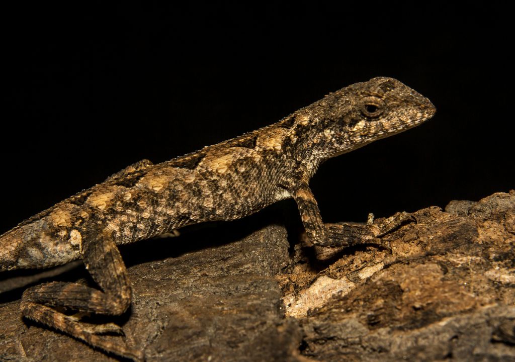 Lizards Like You've Never Seen
