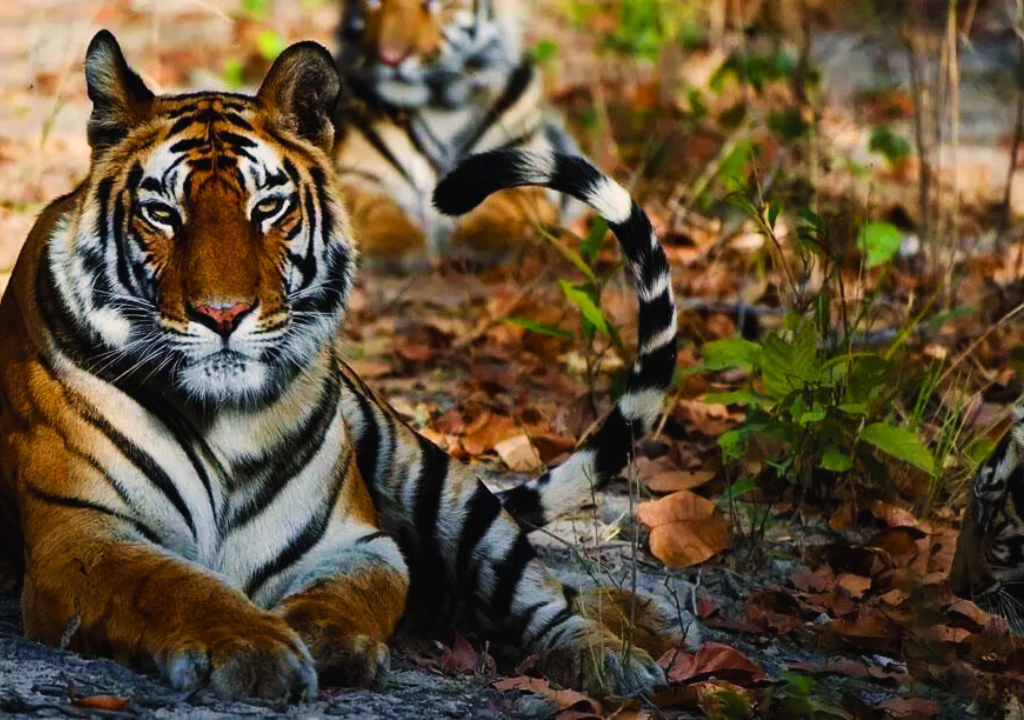 Photography in Rajaji National Park
