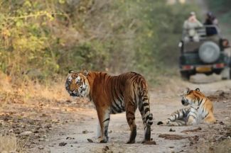 RAJAJI NATIONAL PARK SAFARI PACKAGE