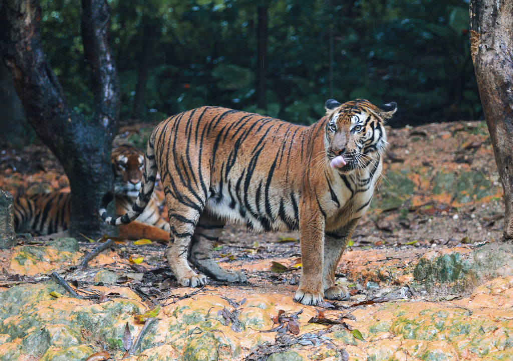 Wildlife conservation in Rajaji National Park