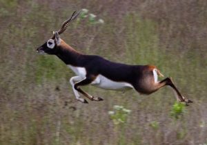 Threats to the Himalayan Black Deer