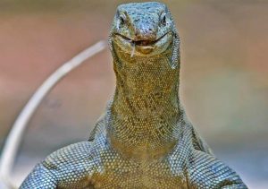 Physical Description of Indian Monitor Lizards