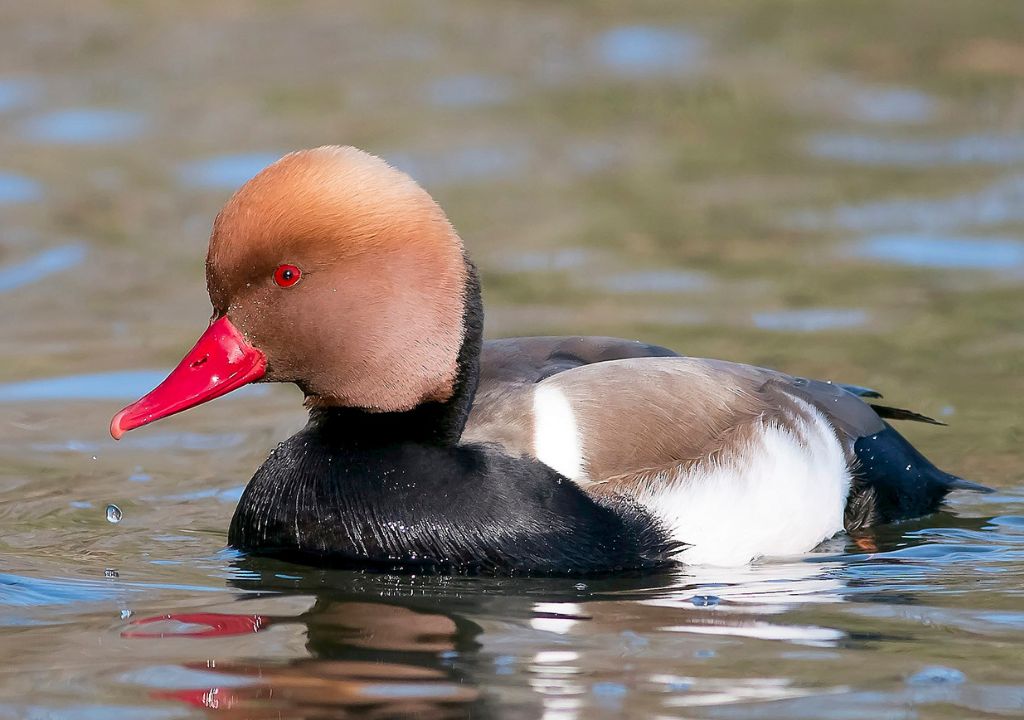 Tips for Spotting the Red-Crested Pochard