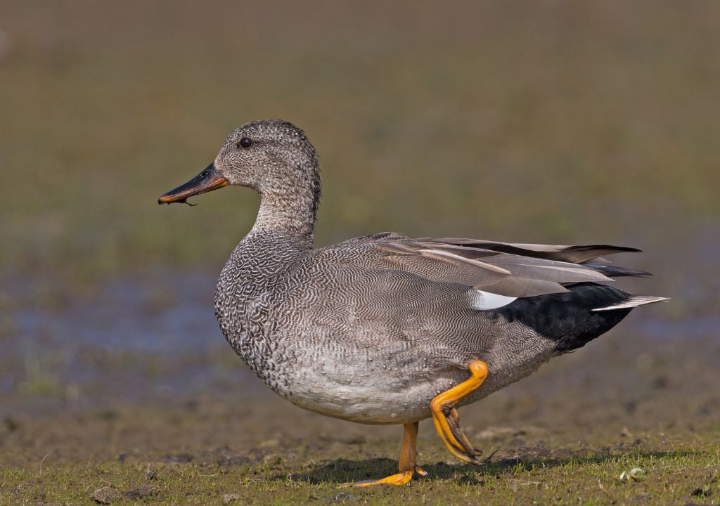 Deepen Your Connection with the Gadwall