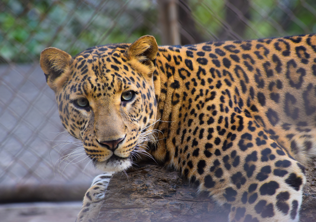 Leopards in Rajaji National Park