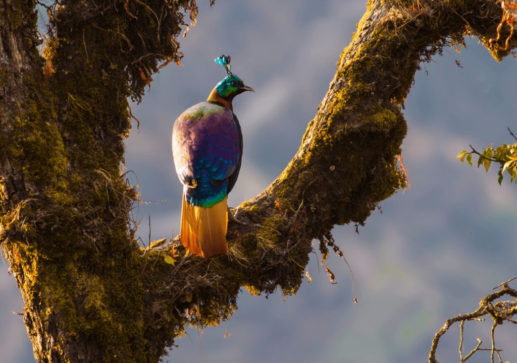 Bird Conservation in Rajaji National Park