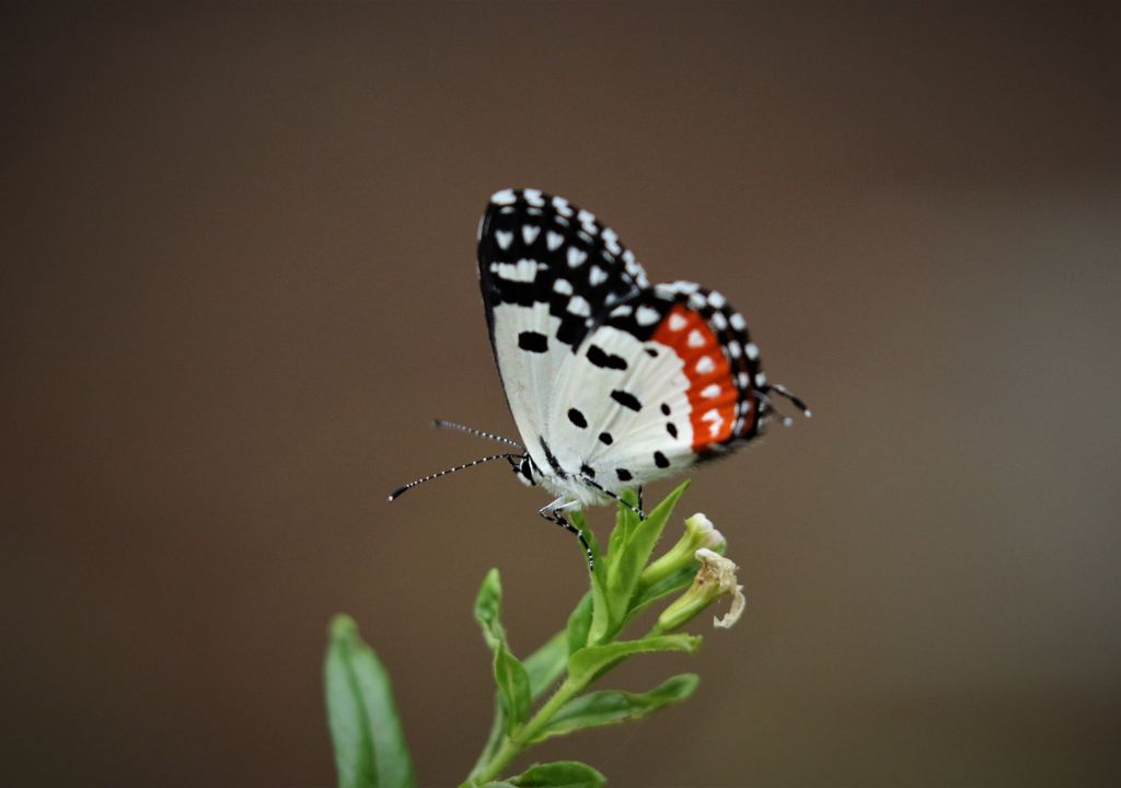 Butterfly Conservation Efforts in Rajaji National Park