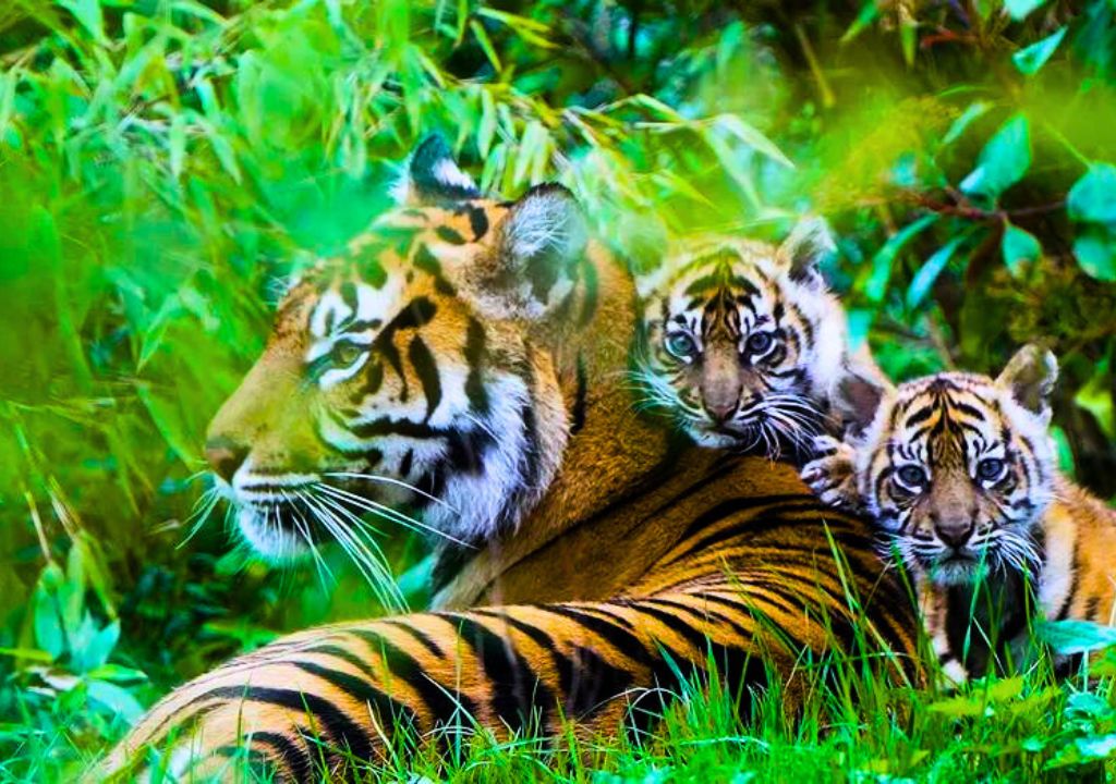 Uttarakhand tiger Reserve
