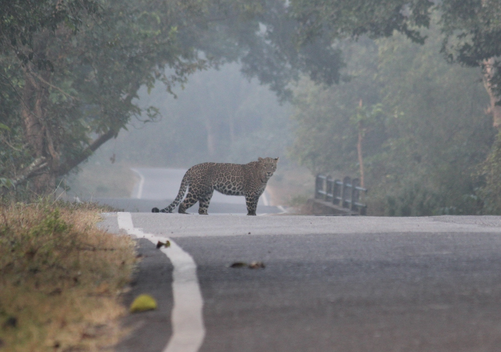 Camping Experiences at Rajaji National Park